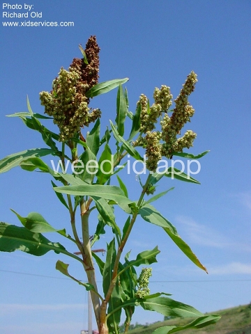 dock, willow leaved